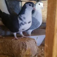 دمگیر قدیمی|پرنده|برخوار, |دیوار