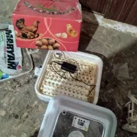 دستگاه جوجه کشی فول اتومات|ماشین‌آلات صنعتی|بم, |دیوار