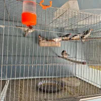 فنچ|پرنده|مرودشت, استادیوم‎|دیوار