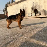 ژرمن شپرد شولاین|سگ|شریف‌آباد, |دیوار