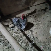 خروس|حیوانات مزرعه|هشتگرد, خور|دیوار