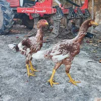 مرغ خروس لاری جوجه