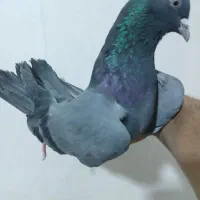 کبوتر خارجی