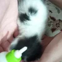 واگذاری فوری بچه گربه