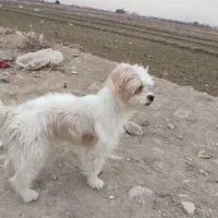 سگ گمشده ماده در کوکجان|سگ|اصفهان, کوجان|دیوار