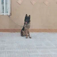 ژرمن ماده قابل معاوضه|سگ|کرمان, |دیوار