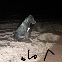 وگذار توله افغان نژاد خالص|سگ|جنگل, |دیوار