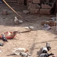 سبز مسافتی دانه ای۳۰۰|پرنده|گنبد کاووس, |دیوار