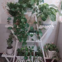 گل رونده درجه یک