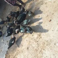 اردک اسرائیلی|حیوانات مزرعه|مینودشت, |دیوار