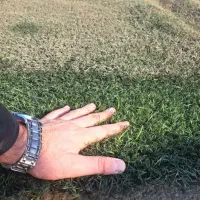 Grass خارجی|عمده‌فروشی|تهران, جوانمردان (اندیشه)|دیوار