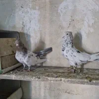 سینه سرور|پرنده|شیراز, گویم|دیوار