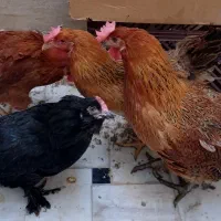 مرغ محلی تخم‌ گذار جوان