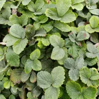 نهال توت فرنگی سابرینا وکامارس نامبروان|خدمات باغبانی و درختکاری|خان ببین, |دیوار