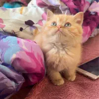 واگذاری گربه بریتیش اسکاتیش