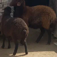 میش جوان شکم دوم  و بره