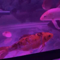 ماهی کوی سوپرباله وارداتی خاص