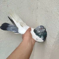 پرنده کبوتر