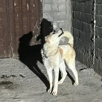 سگ نژاد الابای اصیل روسی