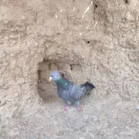 کبوتر سالم است