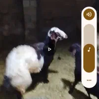 با سلام فروش بره قوچ پلنگی غزل