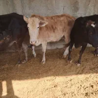 گاو|حیوانات مزرعه|هشتگرد, تهران دشت|دیوار