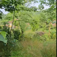 زمین هکتاری مسکونی و باغی لاهیجان کوهستانی جنگلی|فروش زمین و ملک کلنگی|لاهیجان, بوجایه|دیوار