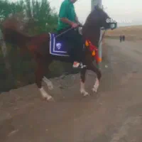 اسب نریان عرب