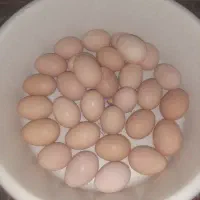 فروش توخم مرغ محلی اورگانیک