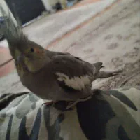 عروس هلندی|حیوانات|ایذه, |دیوار