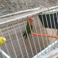کوتوله مرغ عشق