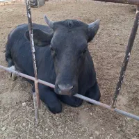 گوساله ماده چاق