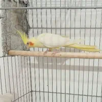 عروس هلندی ماده