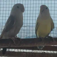 جفت کوتوله برزیلی  مولد