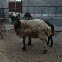 ۲ میش استاق معاوضه با بز هم میشه