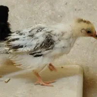 دو عدد جوجه گلپایگانی ۱ماهه