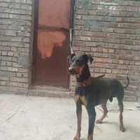 واگزاری نر دوبرمن اصیل