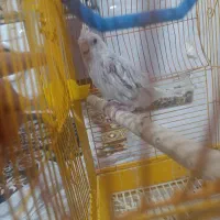 عروس هلندی آلبینو دو ماهه