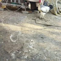 مرغ وخروس برهما مرندی لاری|حیوانات مزرعه|مشهد, نیزه|دیوار