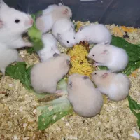 همستر بچه تابالغ