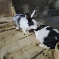 یک جفت خرگوش