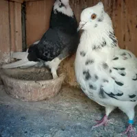 کبوتر دونسته|پرنده|صباشهر, |دیوار