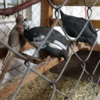 جفت مرغ مصری زیبا