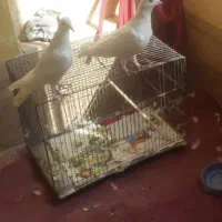 کفتر گمشده سفید