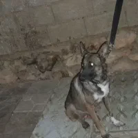 واگذاری مالینویز ماده|سگ|شیراز, نصرآباد|دیوار