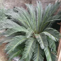 گل سیکاس ۱۵ ساله|گل و گیاه طبیعی|لاهیجان, حاجی آباد|دیوار