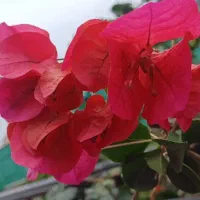 گل کاغذی تعداد بالای 100 تا