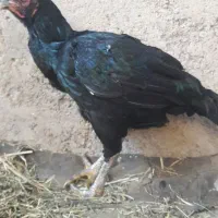 مرغ لاری|حیوانات مزرعه|قزوین, |دیوار