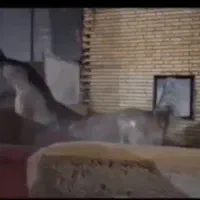 اسب عرب مصری