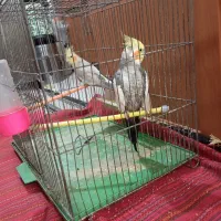 عروس هلندی|پرنده|ری, تقی آباد|دیوار